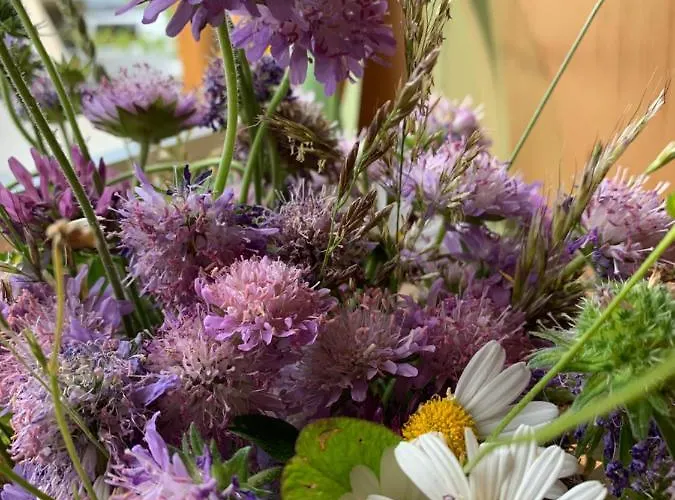 Gintherhof רויטה